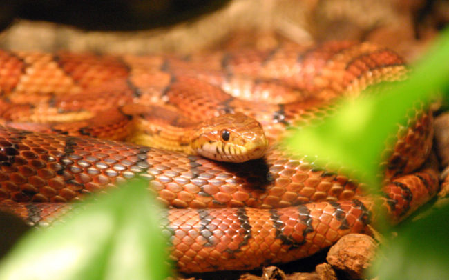 The serpent was most likely a <a href="https://en.wikipedia.org/wiki/Corn_snake" target="_blank">corn snake</a>, which is a species of rat snake that's virtually harmless to humans.