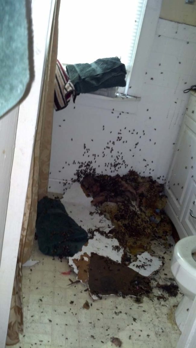 This was the scene he found when he got home. The Redditor said that he had been noticing an unusually large number of bees in his apartment, but he didn't really think anything of it.