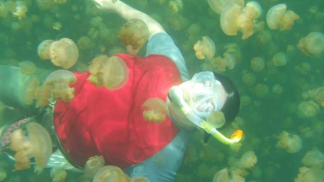 On this small, rocky island is a saltwater lake that's home to literally hundreds of thousands of jellyfish.