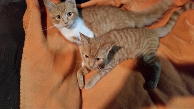 After an adopter took one sister out to meet her, she got back into the cage and started kneading her sis.