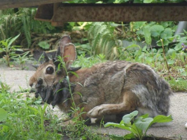 The animal he encountered was suffering from a virus known as the cottontail rabbit papillomavirus (CRPV).