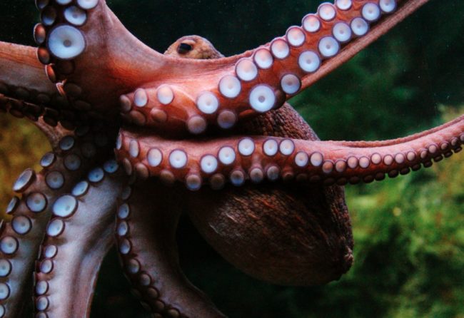 Octopuses have brains that are roughly the size of walnuts, but they're way smarter than you might think!