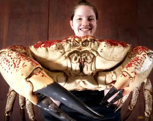 Tasmanian giant crabs can reach 18 inches in width.