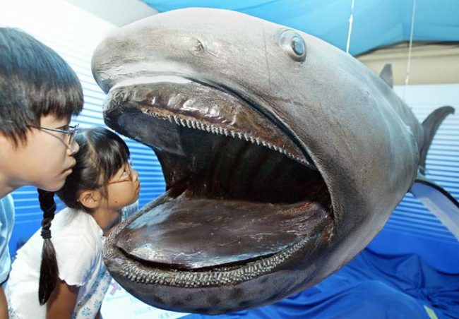 The megamouth shark gets its name from its giant mouth, which can open up to four feet wide. Typically, they hunt by cruising the depths of the ocean with their mouths open, filtering plankton, jellyfish, and other sea creatures from the water.