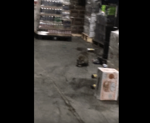 This raccoon is all of us...