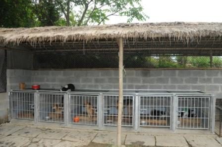 Kate and Doug Clendon wanted to help as many dogs as they could, so they built a shelter next to their house in Kathmandu.