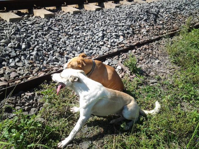 Last month, the SPCA in Durban got a call that a nearby train had hit two dogs. When an SPCA inspector arrived, he found that only one of the dogs was seriously hurt. The other pup, later named Hero, had stuck around, tending to his injured friend's needs.