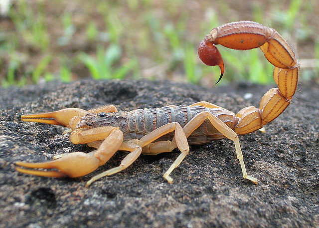 Apparently the venom in a scorpion's tail provides people with an intense high that is very addictive. The poison's intoxicating effects are almost instantaneous and can last as long as 10 hours.