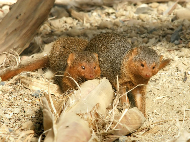 Pygmy mongoose