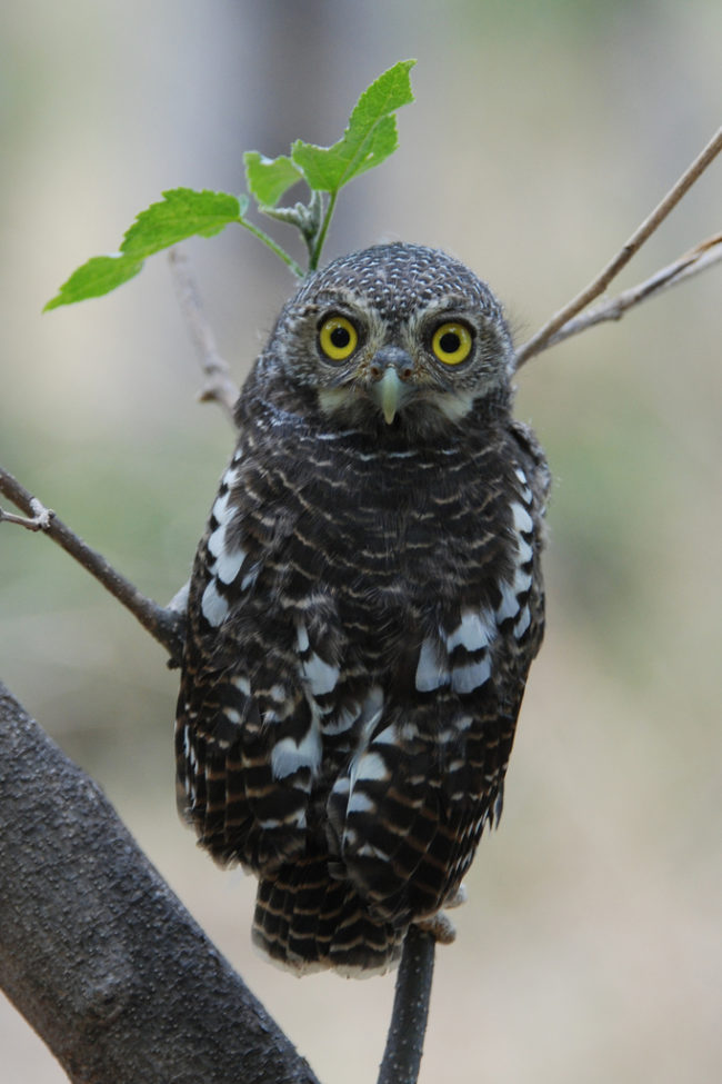 Pygmy owls