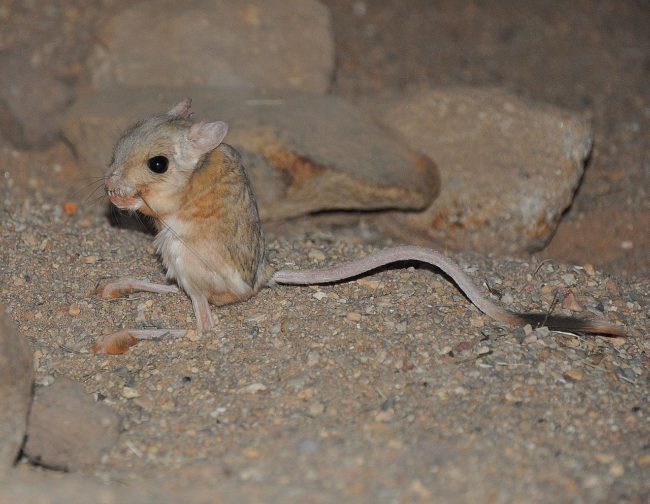 Pygmy jerboa