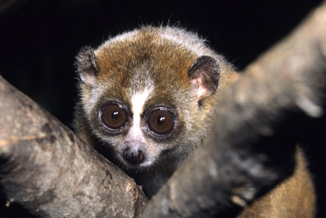 Pygmy slow loris