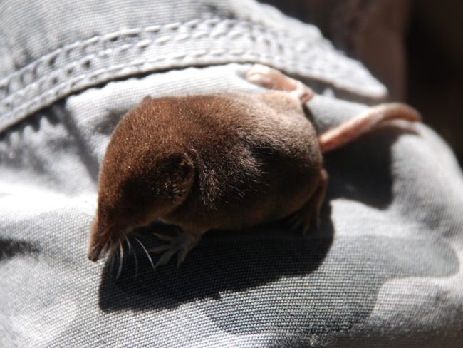 Pygmy shrew