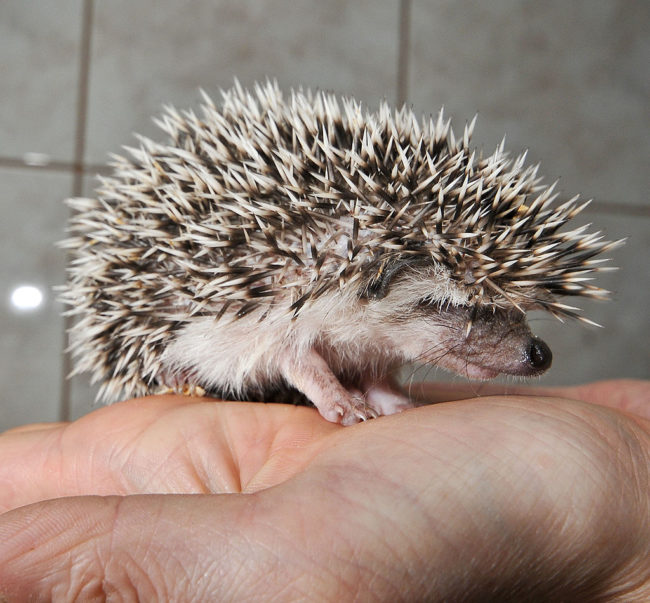 Pygmy hedgehog