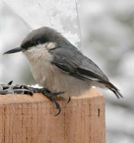 Pygmy nuthatch