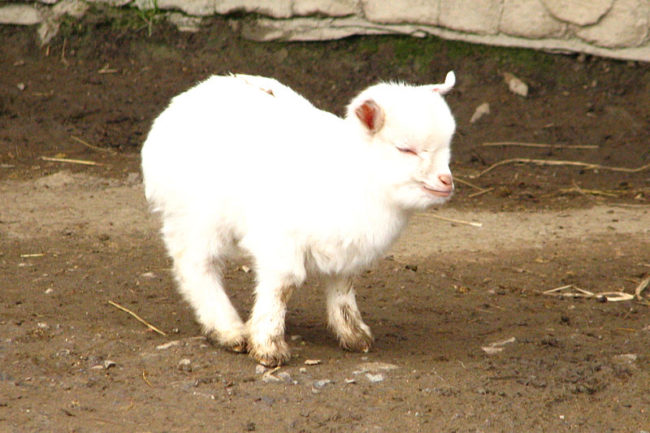 Pygmy goats