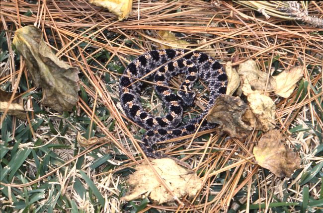 Dusky pygmy rattlesnake