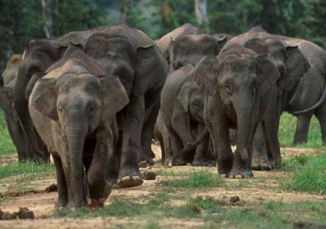 Borneo pygmy elephant