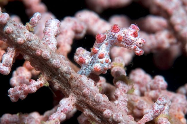 Pygmy seahorse