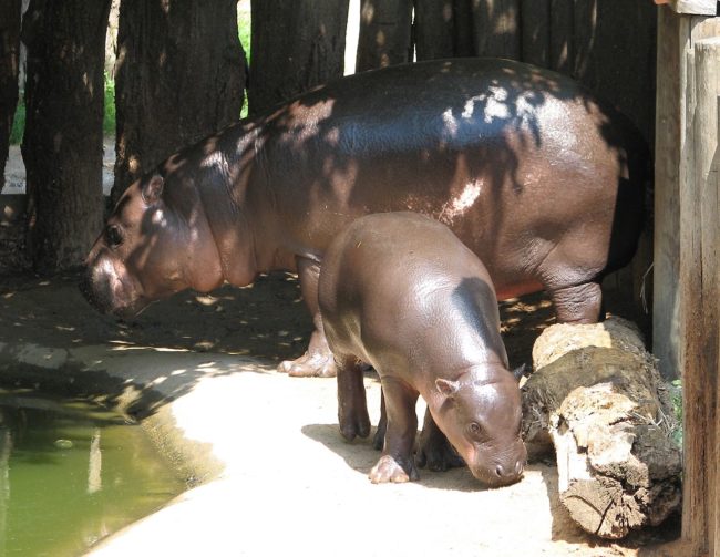 Pygmy hippopotamus