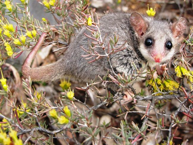 Eastern pygmy possum