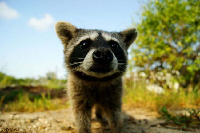 Cozumel pygmy raccoon