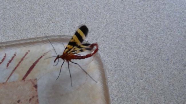 Scorpionflies love to feed on and lay their eggs inside of human corpses. In fact, this habit of theirs is so common that forensic investigators in Texas use the presence of scorpionflies to determine how fresh a body is when they find it.