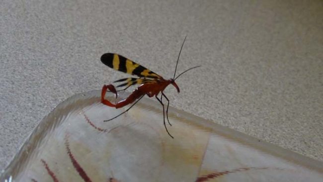 The folks in the comments section of Synnyr's original post were quick to point out that far from being a demon, this bug is called a scorpionfly. Various species of this bizarre creature call North America and Europe home.