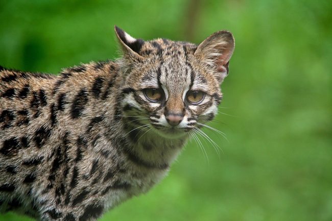 Margay 