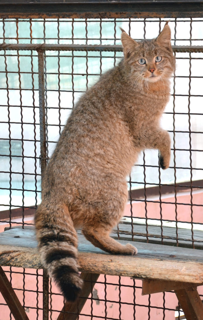 Chinese Mountain Cat 