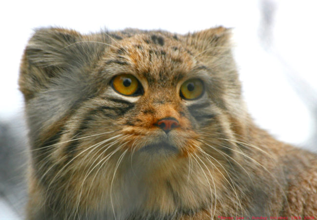 Pallas's Cat