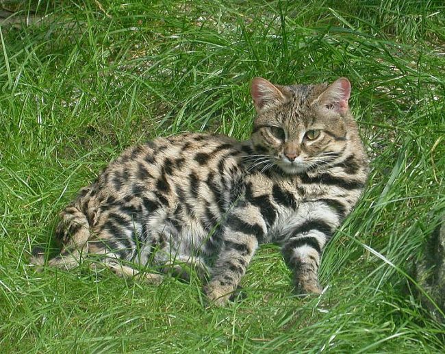 Black-Footed Cat 