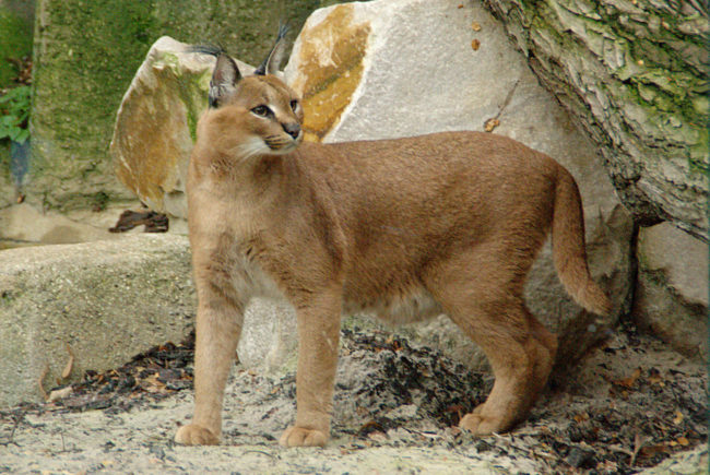 Caracal