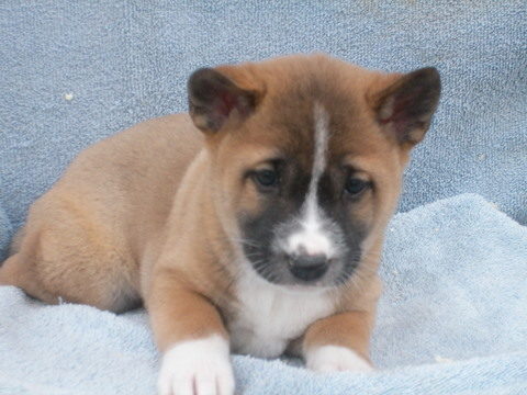 New Guinea Singing Dog 