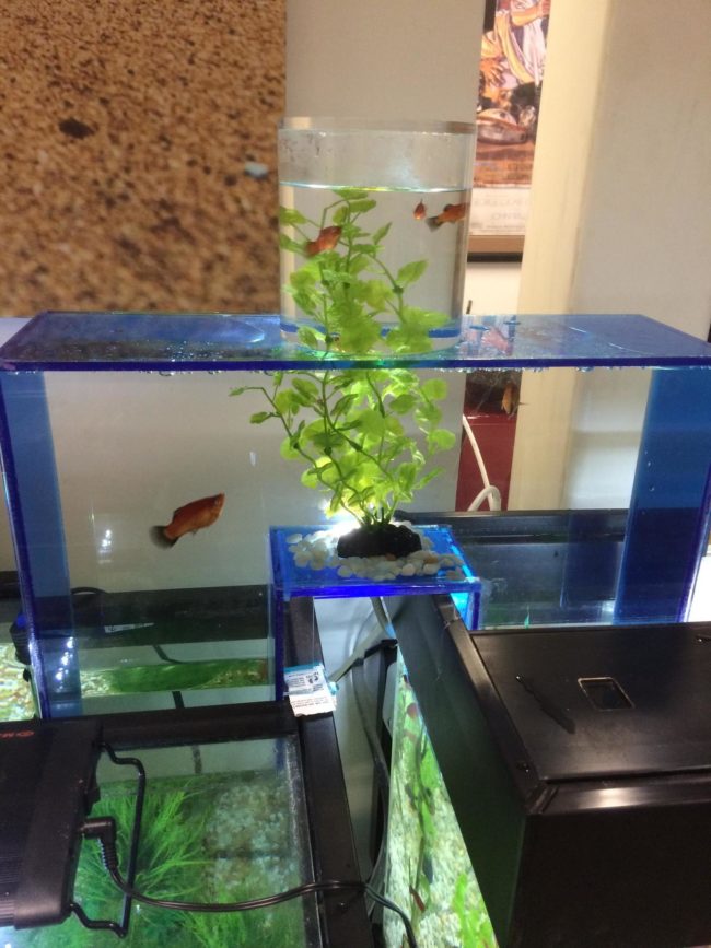 After attaching a separate acrylic compartment, he removed the air from it. The water rises into it as if it was part of the tank...only higher!