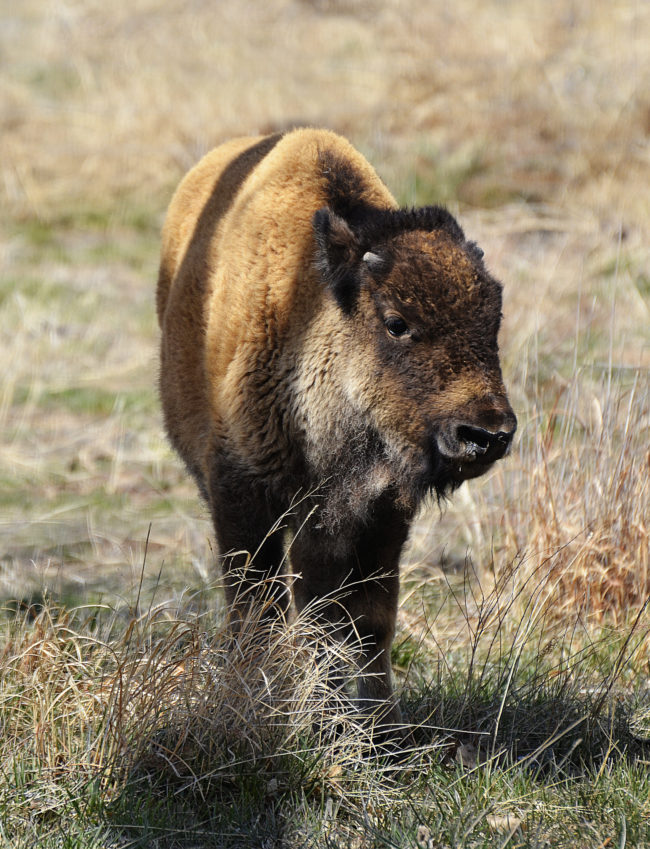 Always photograph a baby bison from its good side. It's the law.