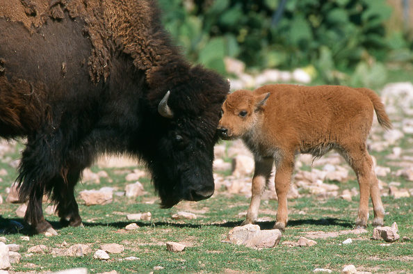 Such fluffy. Much cute.