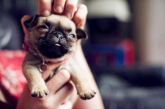 A pug named Poncho? Stop it. Stop it right now.