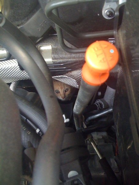"Found this guy hiding in my wife's car. We named him Dipstick." I'm in love.
