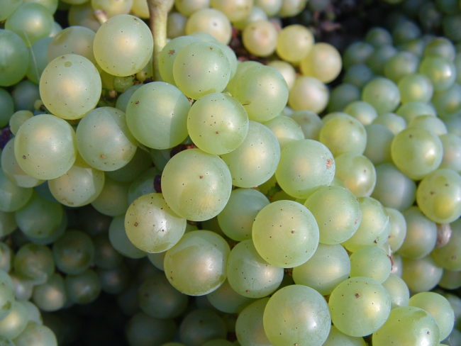 Spanish people eat 12 grapes when the clock strikes midnight on New Year's Eve.
