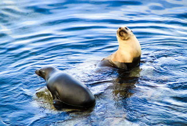 Off the Kaikoura Peninsula, you can swim with wild fur seals. (It's just as awesome as it sounds.)