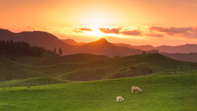 There are about 20 sheep to every human being in New Zealand...which means this is what you can expect for your vacation.