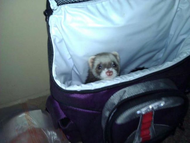 Even ferrets want to get in on the action.