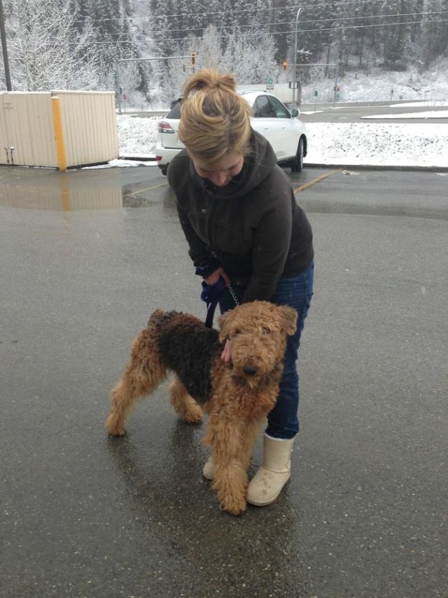 You see, the adorable Airedale terrier was brought to the U.S. from the Ukraine to be a stud for breeding show dogs.