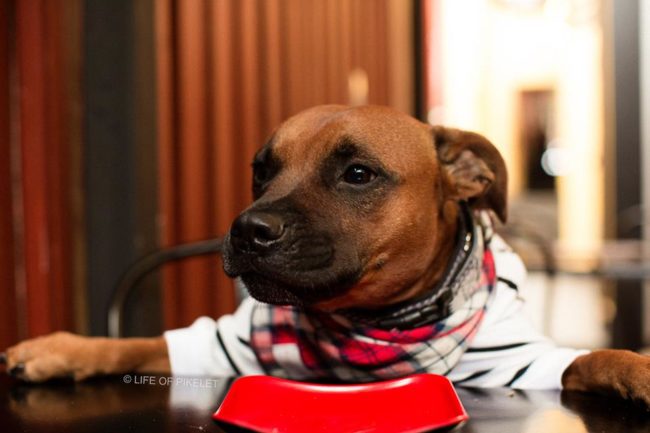 Aside from being totally stylish, the four-legged Good Samaritan loves helping out his buddies who are less fortunate -- particularly those who get a bad rap just for being bull breeds!