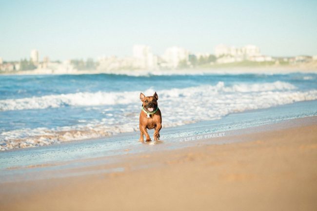 Nothing makes him smile quite like spreading the message he cares about. According to his humans, Pikelet's motto is simple: "In a perfect world, every dog would have a home, and every home would have a dog."