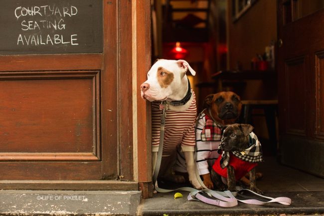 With a little help from his brothers, this nugget is learning about what it takes to represent dogs that need help getting adopted by great families.