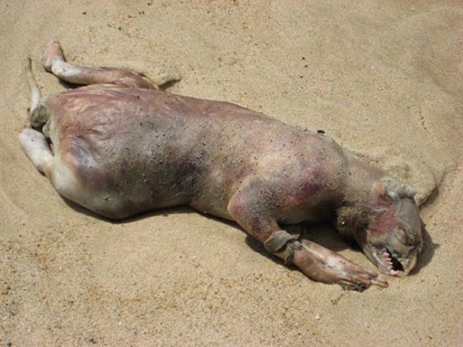 The Montauk Monster