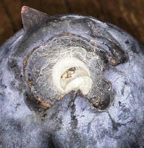 Pro: the fruit wasn't doused in pesticides, so a spider made a little home in the blueberry.