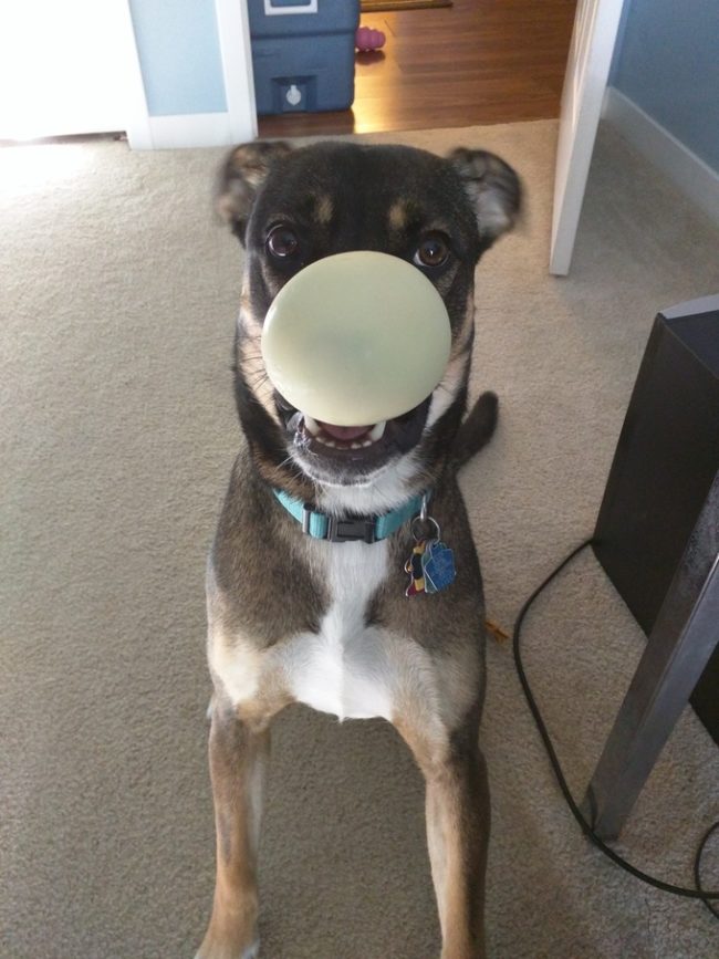 She chewed a hole in her ball so she could walk around like this.